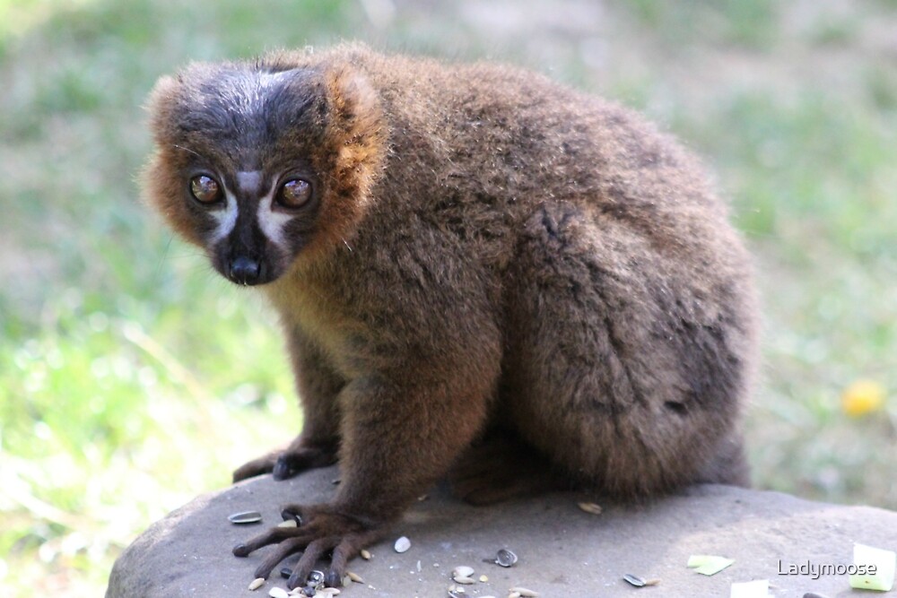 Collared brown lemur sitting on a rock