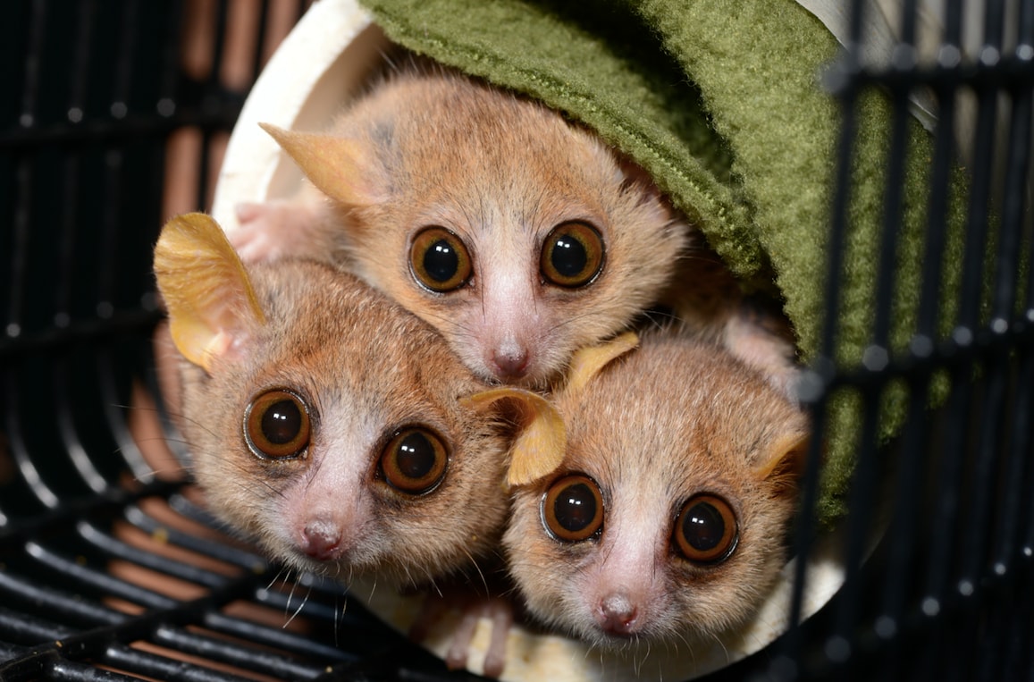 Three gray mouse lemurs