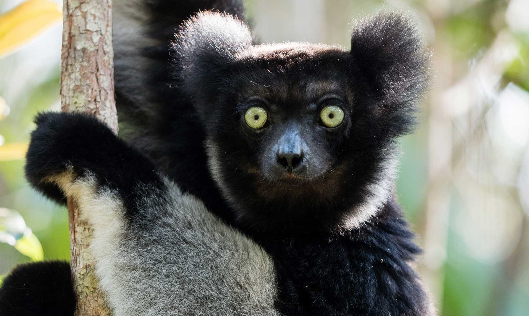 Indri close-up