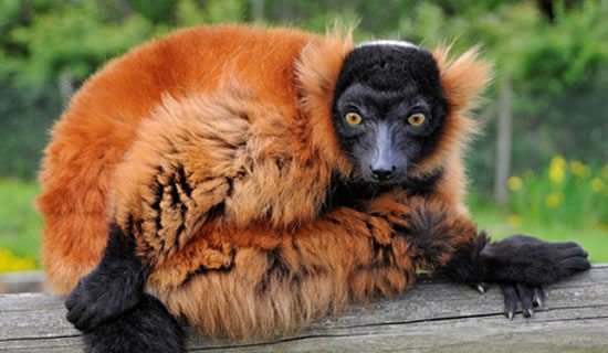 A red-ruffed lemur crouching on a log.