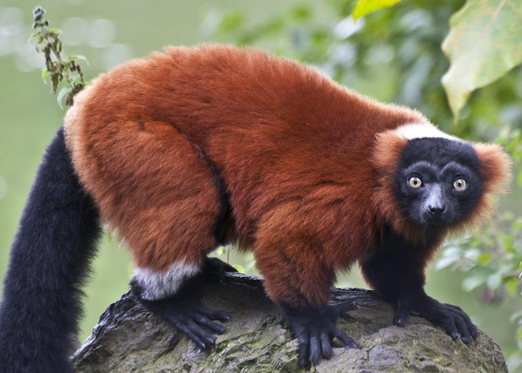 Red ruffed lemur standing on a rock