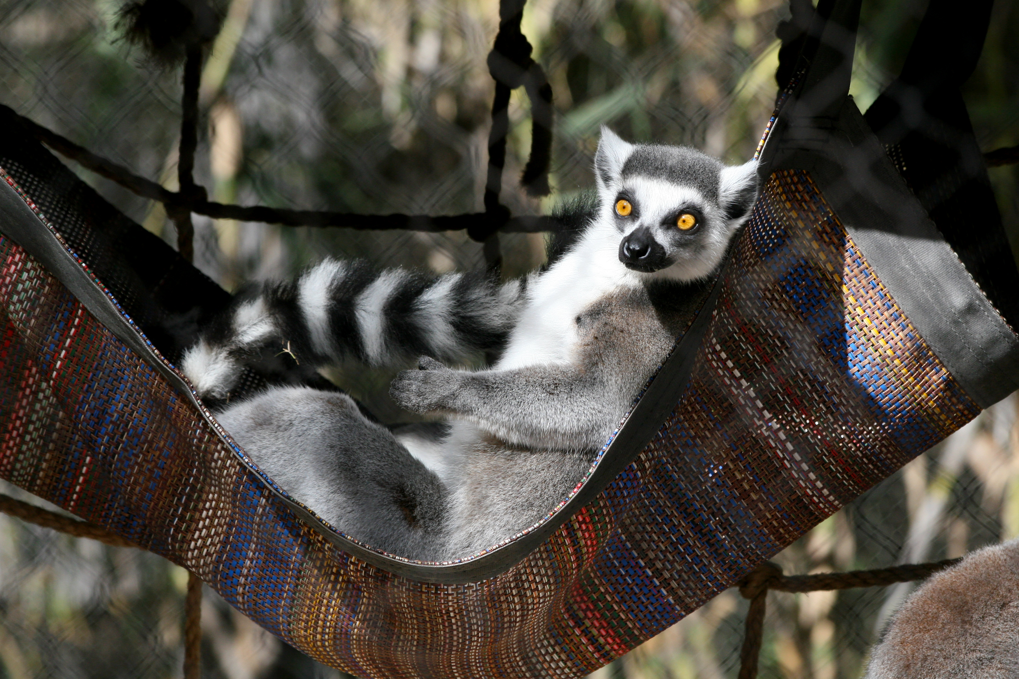 Ring-tailed lemur in a hammock