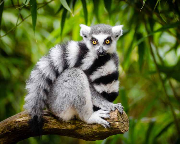 A ring-tailed lemur wrapped in its tail.