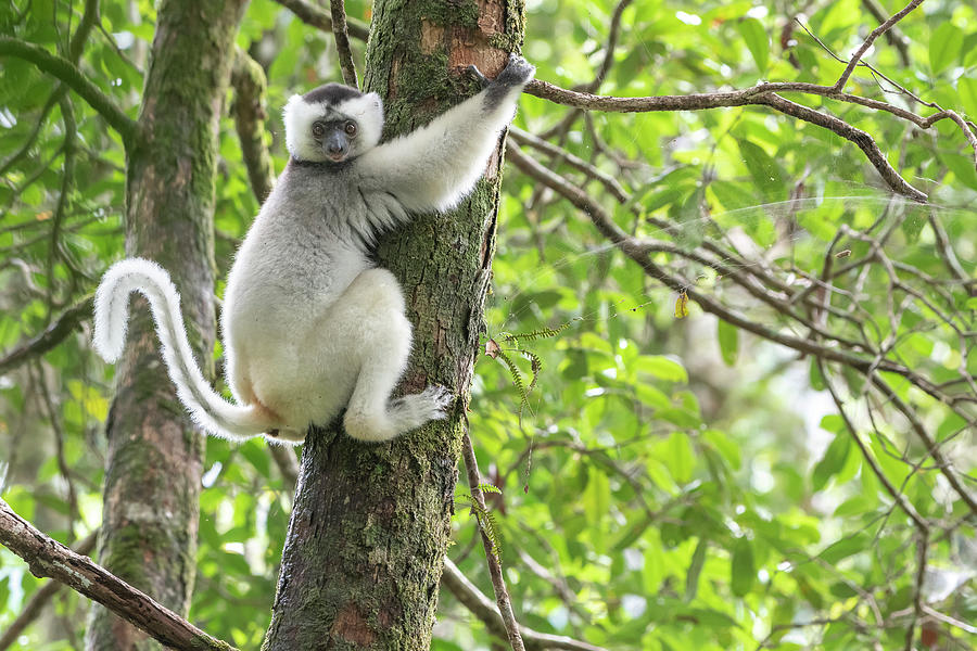 Silky sifaka climbing a tree trunk